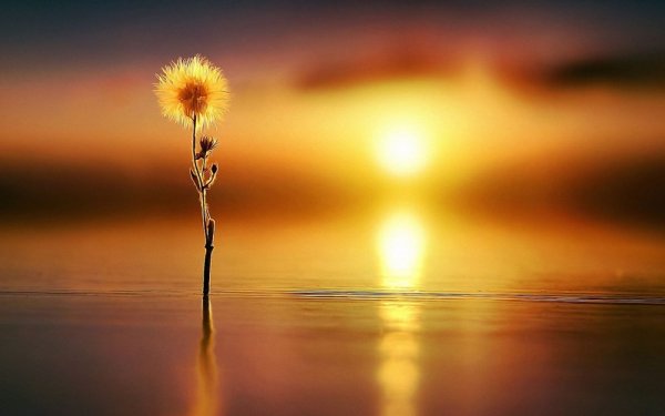 Тонкие цветы