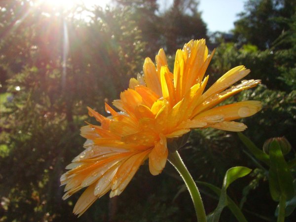 Солнышко в руках