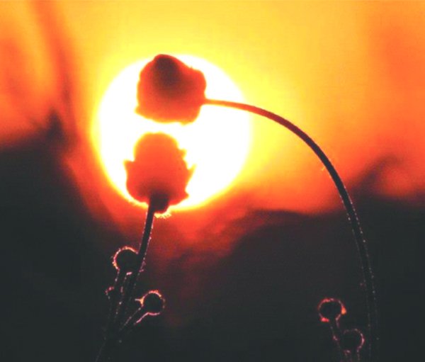 Цветы на закате