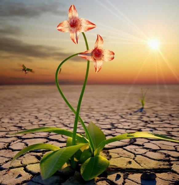 Весенние цветы в лучах солнца