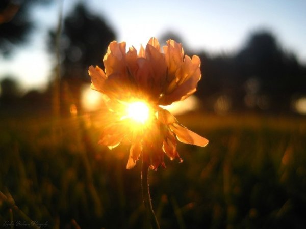 Эстетика ромашки в руках