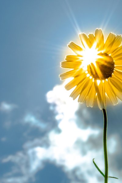 Солнце цветы на руках