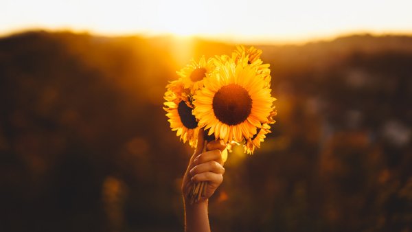 Цветы на рассвете