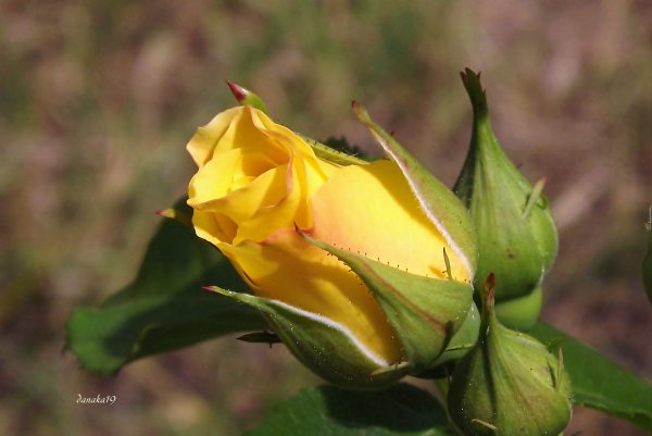 Пожелания с добрым утром и здоровья