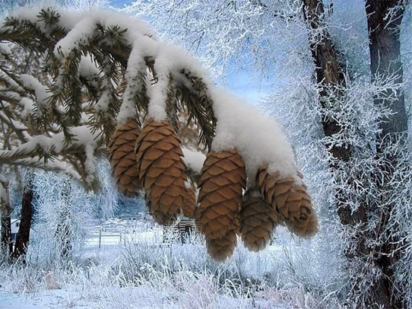 Природа зимой