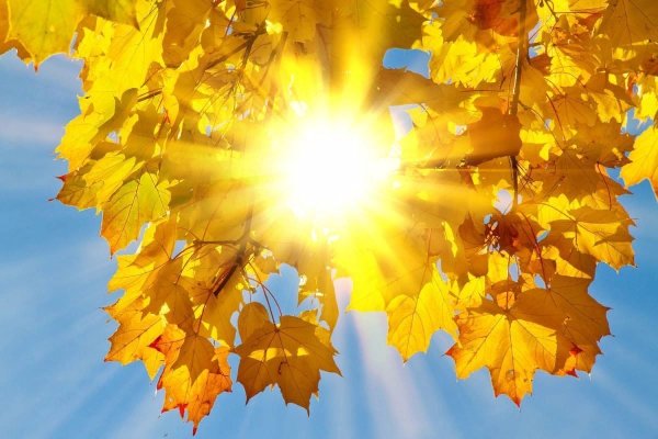 Осеннее солнышко светило