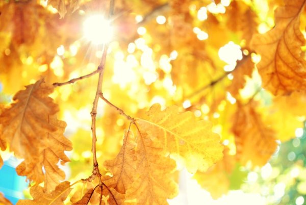 Осень на фоне голубого неба