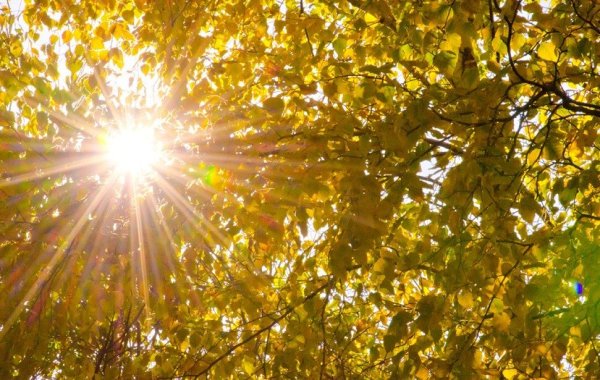 Солнечный пейзаж