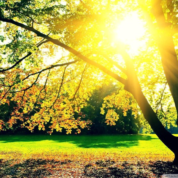 Осень солнце