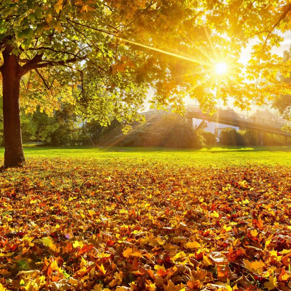 Осеннее солнце