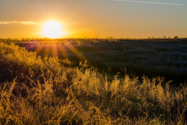 Утро в степи
