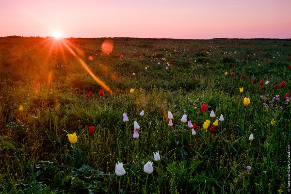 Солнце в степи