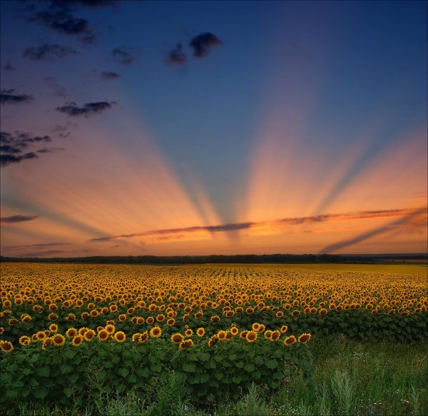 Красивый закат в поле