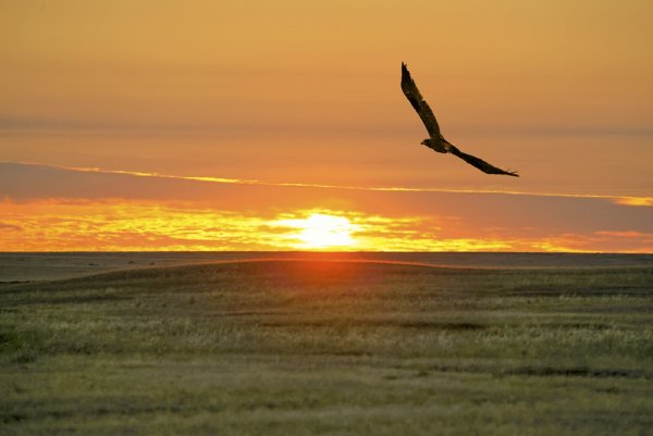 Закат в поле