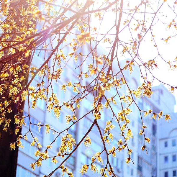 Весна солнце