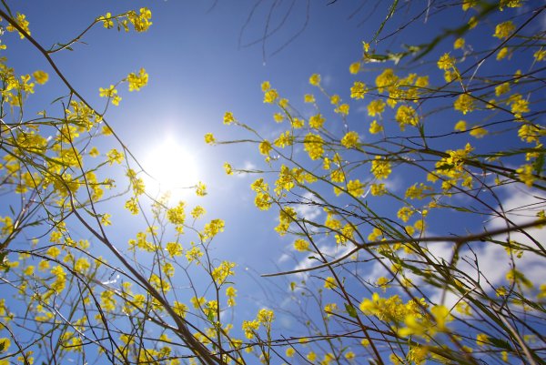 Весеннее небо