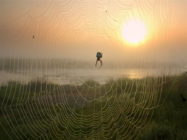 Солнце в сети