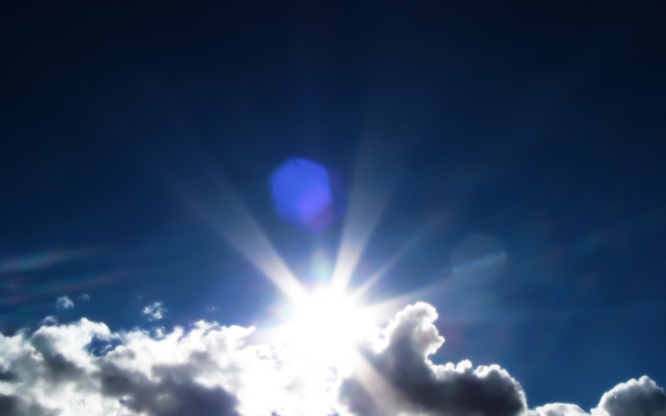 Одуванчик на солнце