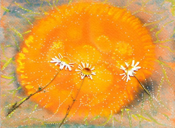 Рыжее солнышко