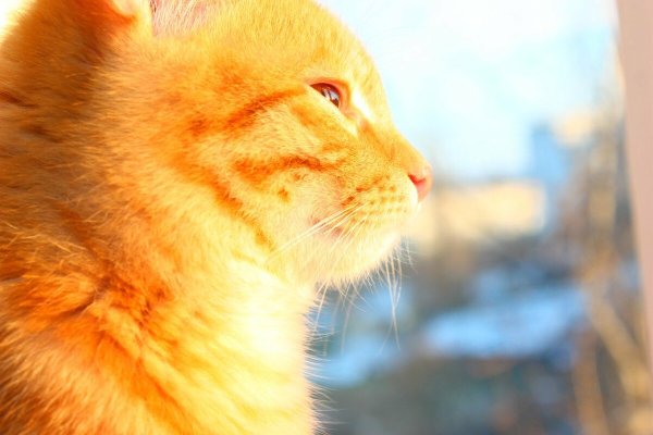 Аннет Логинова картины коты