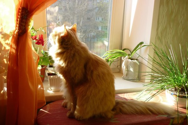 Рыжие девушки на природе