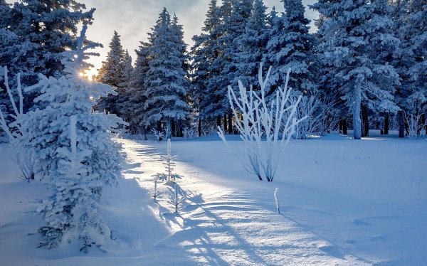 Зимний лес - красивые картинки (100 фото)