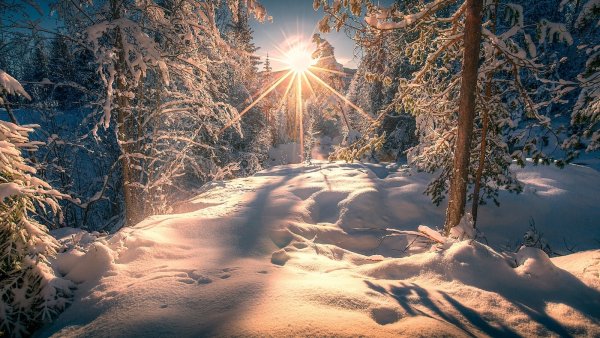 Зимний лес солнце