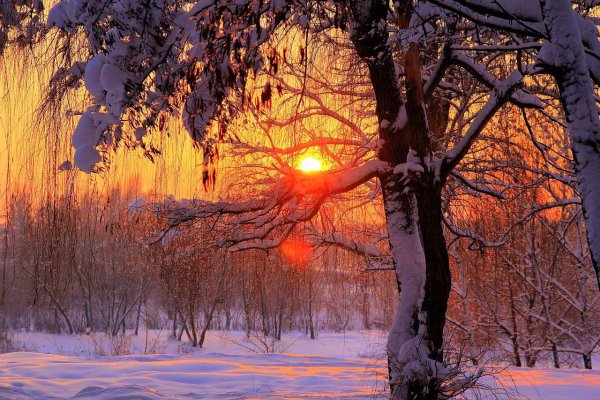 Зимний лес солнце