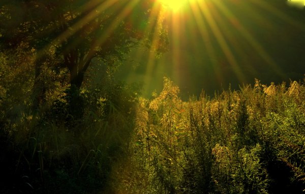 Лучи солнца