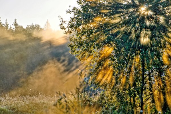 Солнце сквозь кроны деревьев