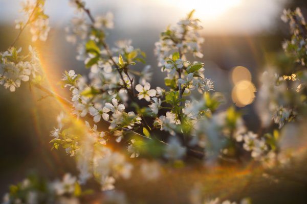 Весеннее небо и солнце