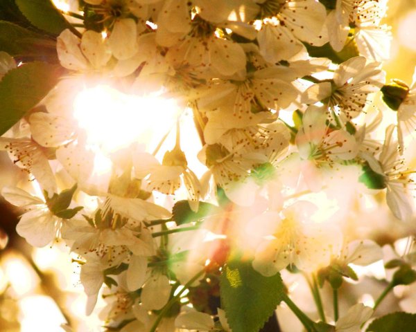 Жара природа