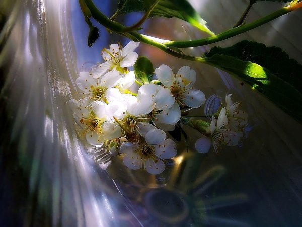 Верба Луч света