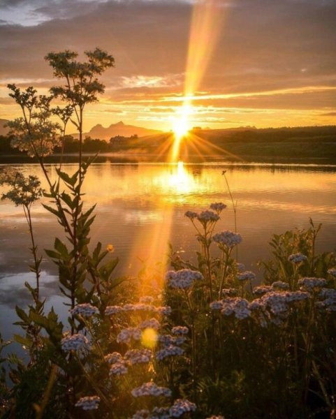 Золотое солнце