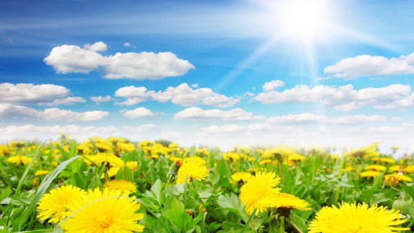 Майское солнце