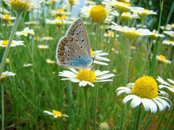 Луг с цветами и бабочками