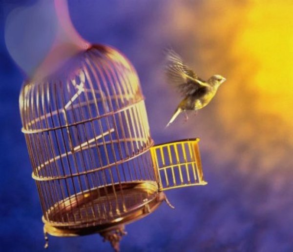 Птица вырвалась из клетки