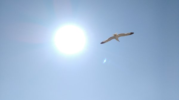 Птица взлетает в небо