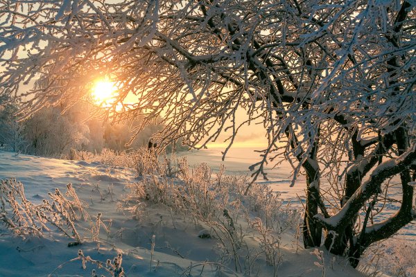 Зимний Солнечный лес