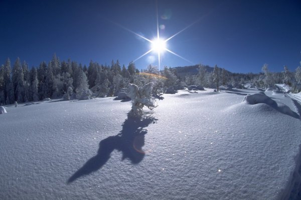 Зимний лес Освещенный солнцем