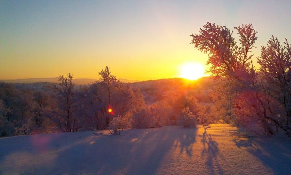 Солнце сквозь зимние деревья