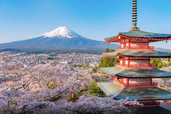 Сакура картина