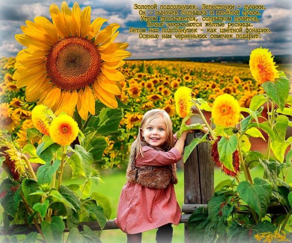 Подсолнух надпись