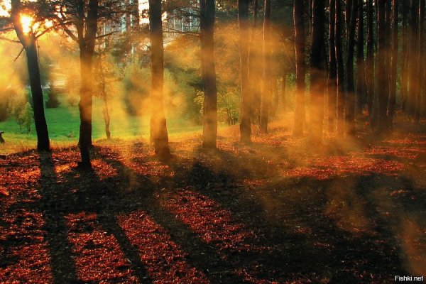 Вечерняя мгла