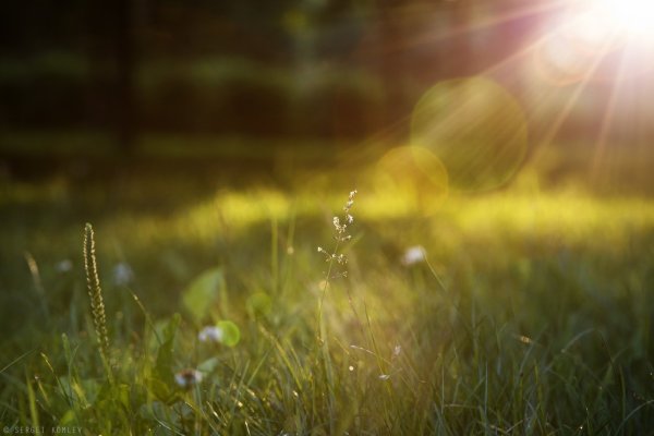 Блики солнца на траве