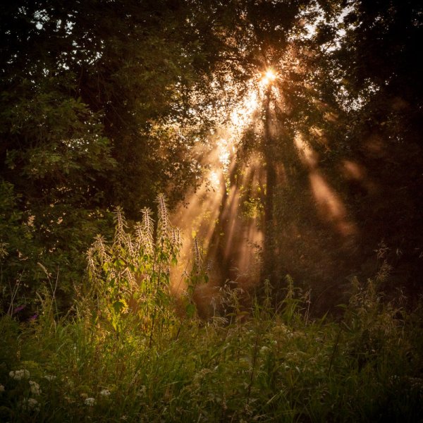 Лучики солнца