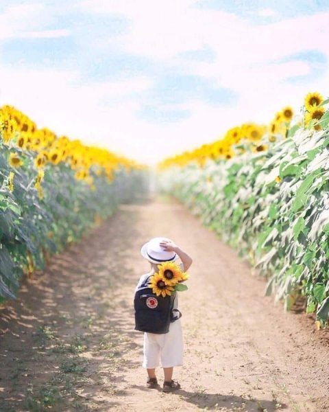 Позитивный подсолнух