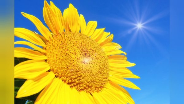 Подсолнечник солнце