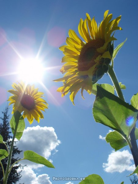 Гелиантус Винсент