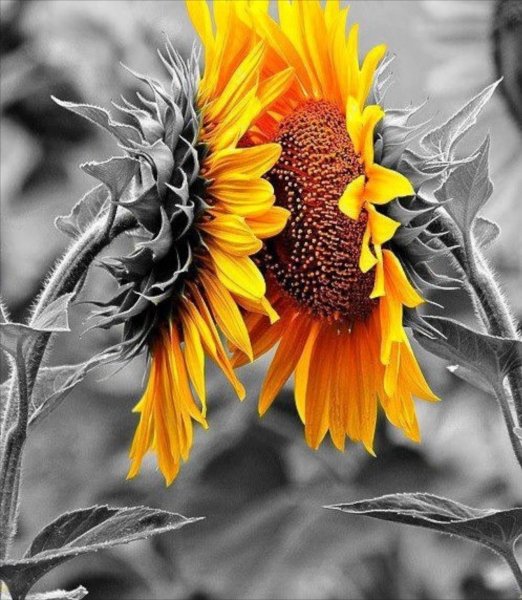 Девочка с распростертыми руками